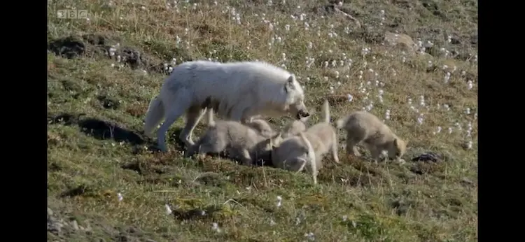 Arctic wolf (Canis lupus arctos) as shown in Frozen Planet - Spring